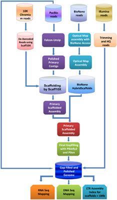 Reference quality genome sequence of Indian pomegranate cv. ‘Bhagawa’ (Punica granatum L.)